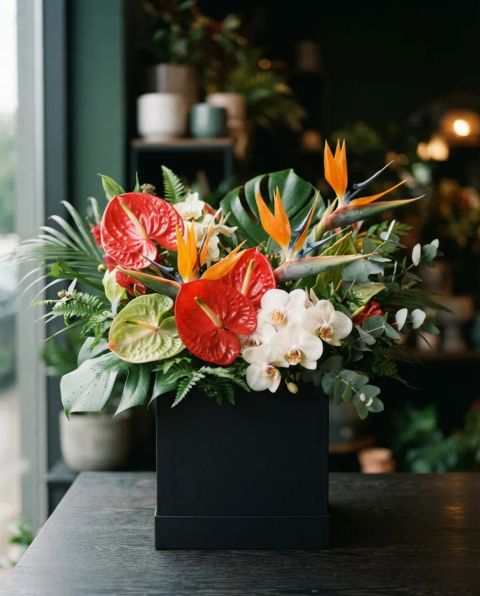 Box Tropical
